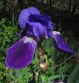 blue flower on Skyboy Mountain