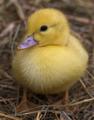 Chick