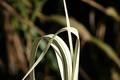 Bamboo Leaves