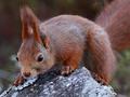 Red Squirrel