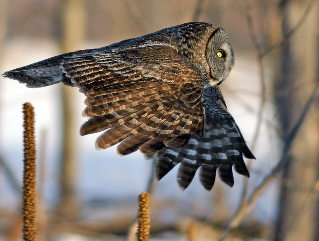 Light of feather