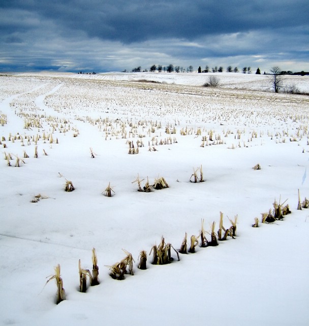 Corn Fields