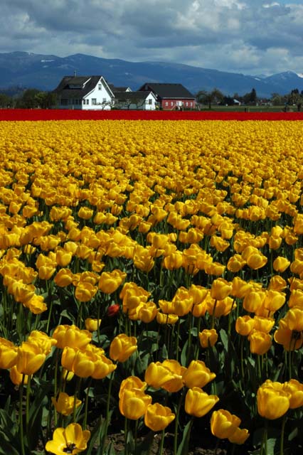 Springtime in Skagit Valley