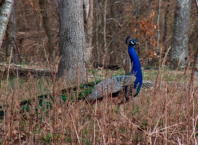 Wild Peacock