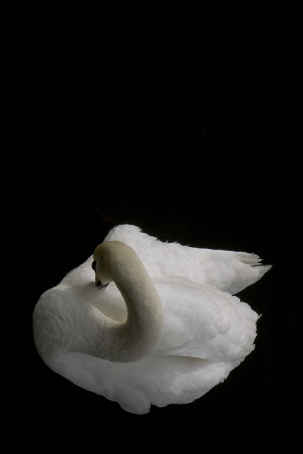 Swan