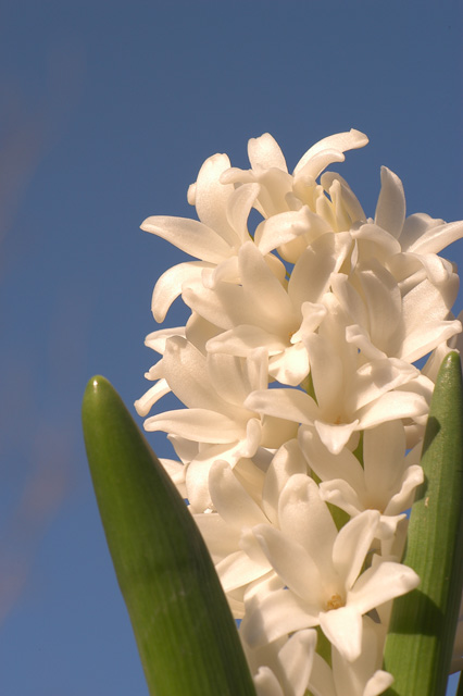 White on Blue