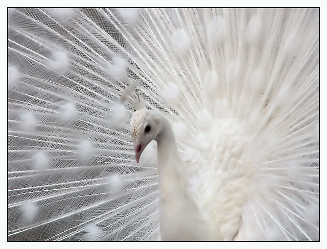 Albino Peacock by Shannon - DPChallenge