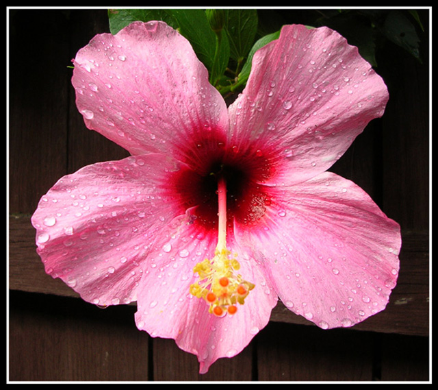 Hibiscus