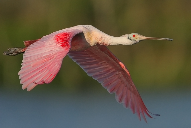 Evening Flight