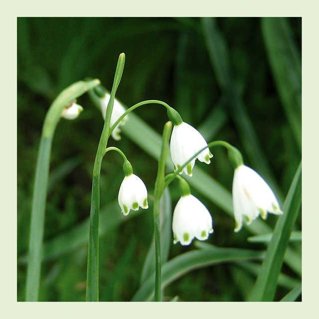 Snowdrops