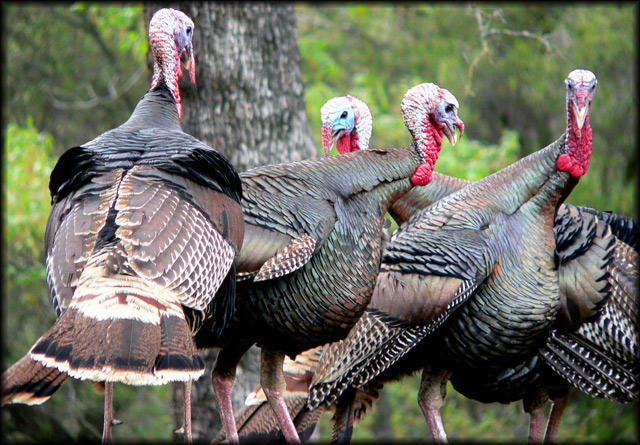 Turkeys