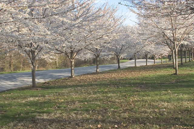 Japanese Cherry Blossom!