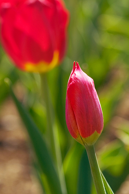 Red Tulips