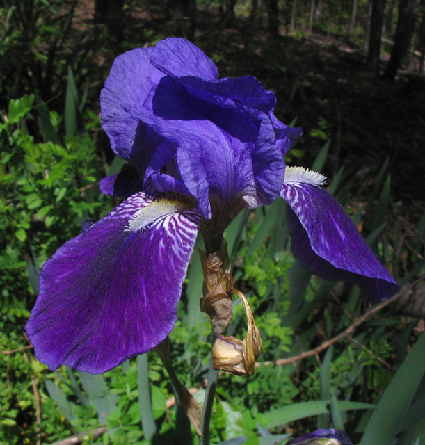 blue flower on Skyboy Mountain