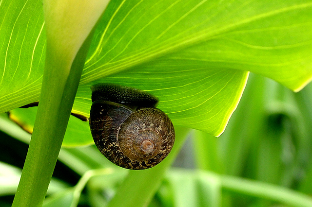 Upside Down Snail