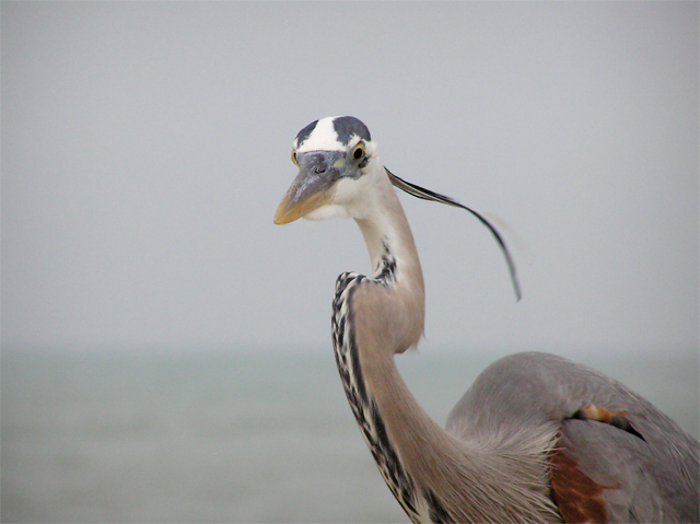 Great Blue Heron