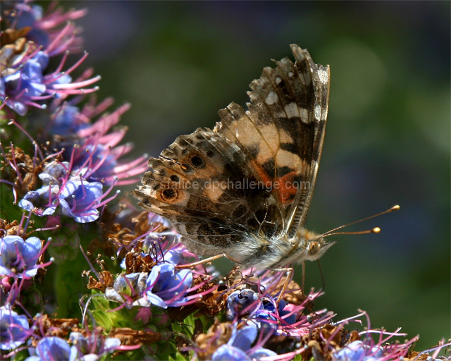 Painted lady