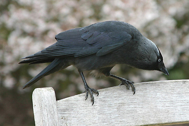 Jackdaw