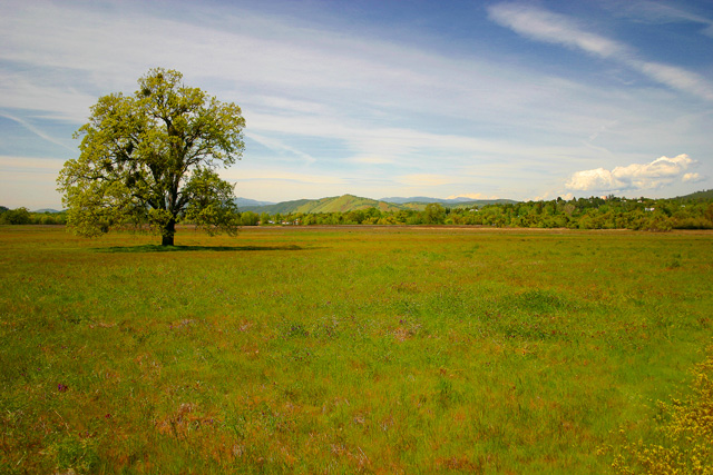 Ranch Land Oak