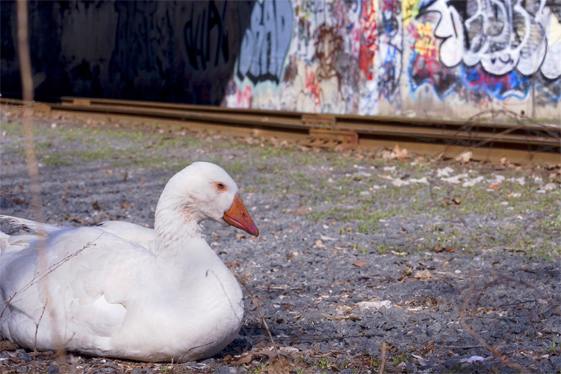 Graffiti Goose