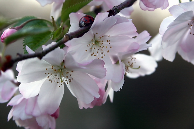 Blossoms And The First Lady Of Spring