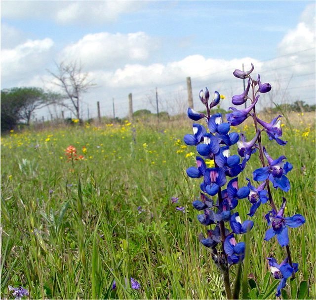 Spring Bluebonnet