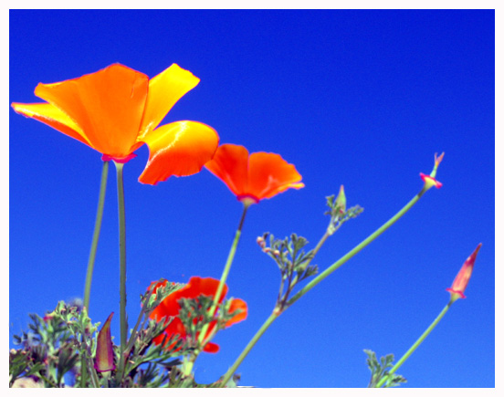 Poppies in California means Spring Time