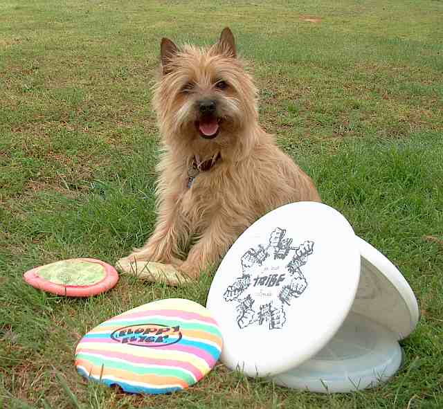 Let's Play Frisbee