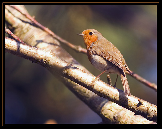 Redbreast