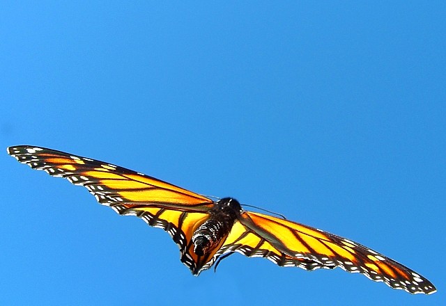 Flight of the Monarch Butterfly