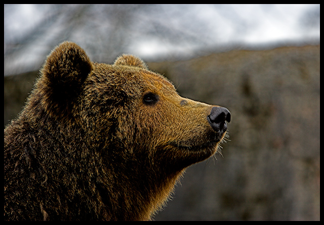 Bear in the evening sun