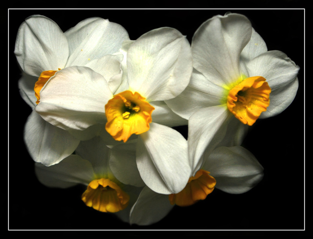 Neighbors Flower