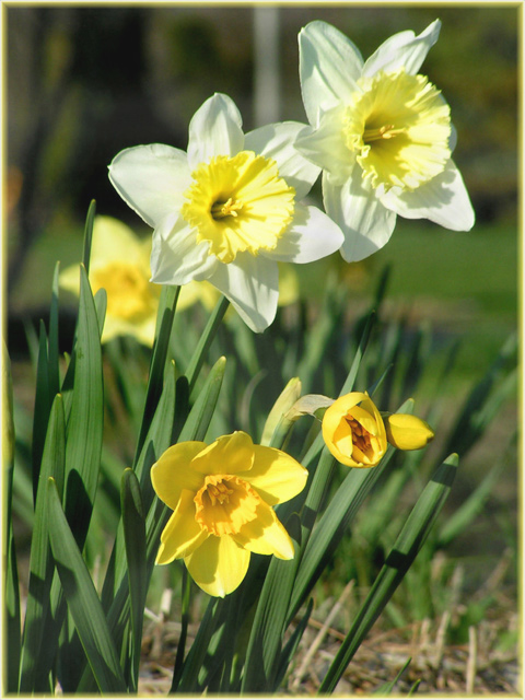 Daffies