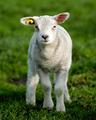 We all begin our lives as innocent as a lamb