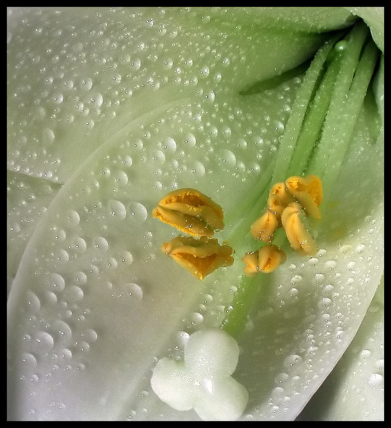 Beginning of Spring - A new Bloom