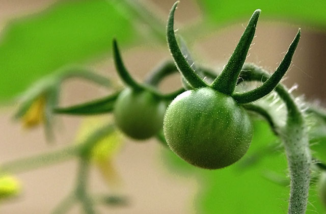 God Made Little Green Tomatoes