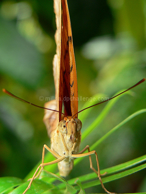 ...Insects ruled the land