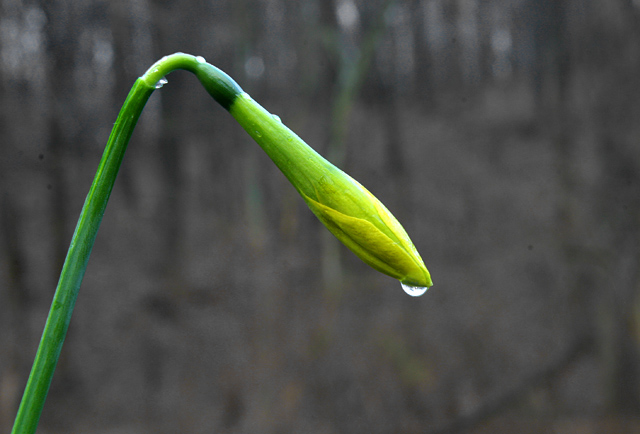 This Bud's for You