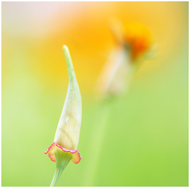 Beginning of beauty