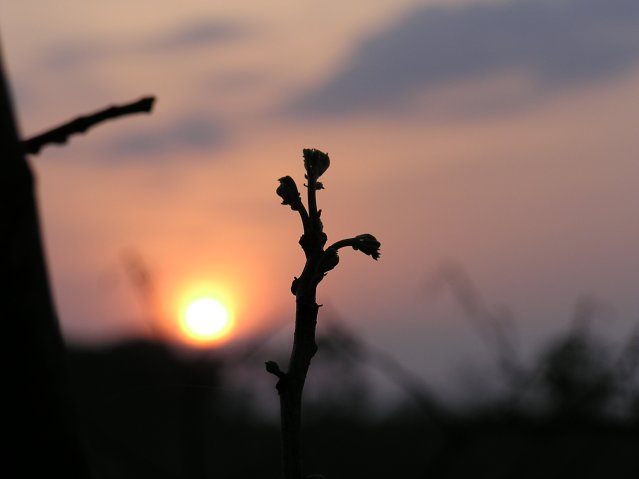 Mimosa at Easter dawn