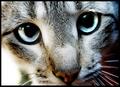 sylvesta