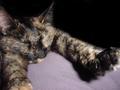 The Amazing Flying Cat!