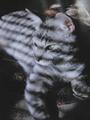 Stripes on Stripes