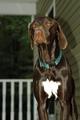 Majestic Dog