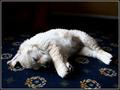Sleeping Beauty