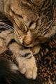 Quoting Vivian, of the movie "Pretty Woman", ..........."He Sleeps".