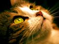 Bird Watching
