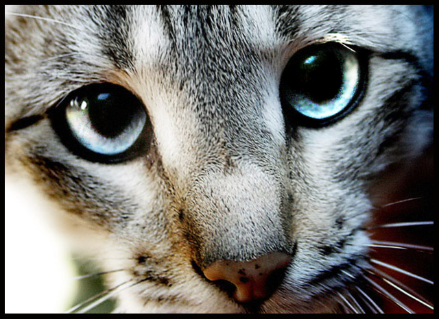 sylvesta