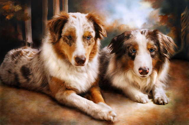 Inquisitive Aussies