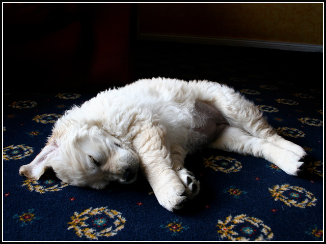 Sleeping Beauty